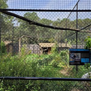 Siberian crane and Papuan hornbill exhibit -Zoo de Labenne (2023)