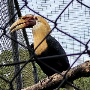 Papuan hornbill -Zoo de Labenne (2023)