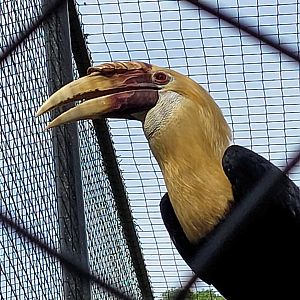 Papuan hornbill -Zoo de Labenne (2023)