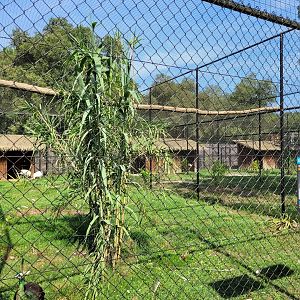 Red-crowned crane and Green peafowl exhibit -Zoo de Labenne (2023)