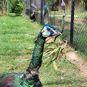 Green peacock -Zoo de Labenne (2023)