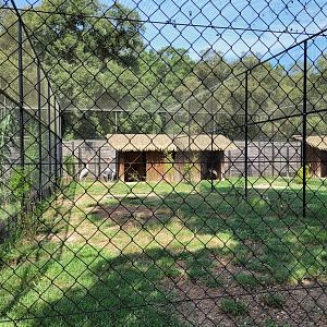 Indian sarus crane exhibit -Zoo de Labenne (2023)