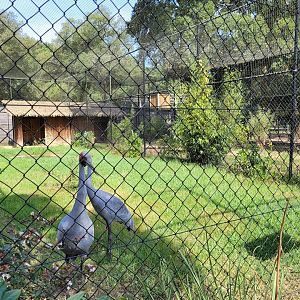Brolga exhibit -Zoo de Labenne (2023)