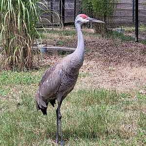 Sandhill crane -Zoo de Labenne (2023)