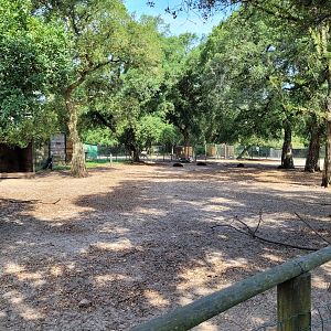 Mediterranean miniature donkey, Ouessant sheep and West African pygmy goat exhibit -Zoo de Labenne (2023)