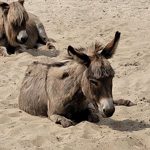 Mediterranean miniature donkey -Zoo de Labenne (2023)