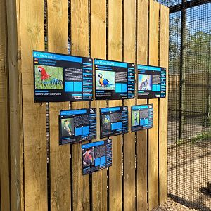 Neotropical psittaciformes exhibit signae -Zoo de Labenne (2023)