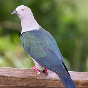 Elegant imperial pigeon (Ducula concinna)