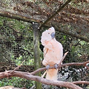 Moluccan cockatoo -Zoo de Labenne (2023)