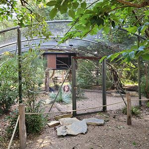 Western crowned-pigeon and Common hill myna exhibit -Zoo de Labenne (2023)
