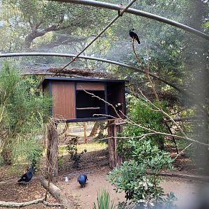 Western crowned-pigeon and Common hill myna exhibit -Zoo de Labenne (2023)