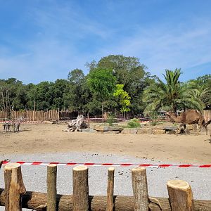 Grant's zebra, Dromedary and Dwarf zebu exhibit -Zoo de Labenne (2023)