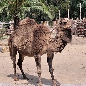 Dromedary -Zoo de Labenne (2023)