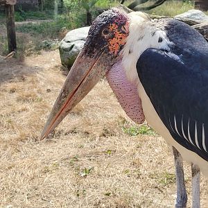 Marabou -Zoo de Labenne (2023)