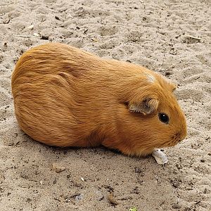 Domestic guinea pig -Zoo de Labenne (2023)