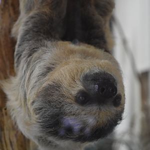 Linnaeus's two-toed sloth - Choloepus didactylus