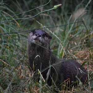 Asian Small-clawed Otter - Aonyx cinereus