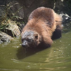 Eurasian Wolverine - Gulo gulo gulo