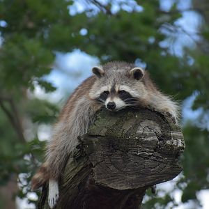 Northern Raccoon - Procyon lotor