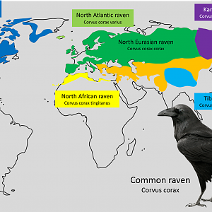 Common raven subspecies distribution map