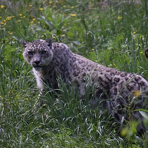 Snow Leopard - Panthera uncia