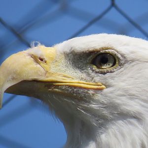 Bald eagle