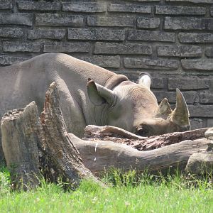 Black rhinoceros