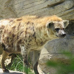 Spotted hyena