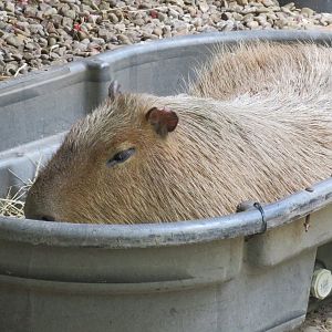 Capybara