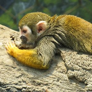 Common squirrel monkey