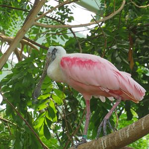 Roseate spoonbill