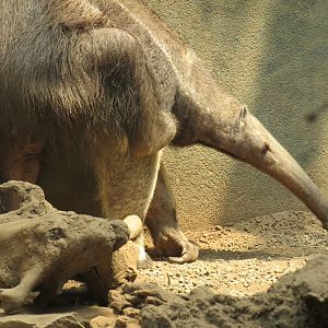 Giant anteater