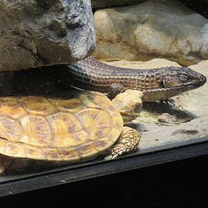 Pancake tortoise and Sudan plated lizard
