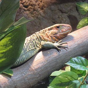 Northern caiman lizard