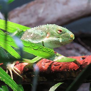 Fijian banded iguana