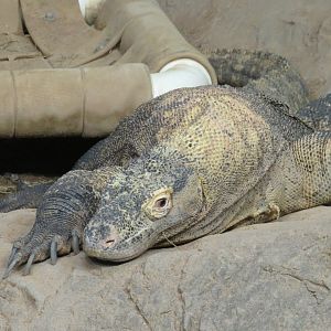 Komodo dragon