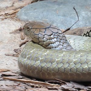 King cobra