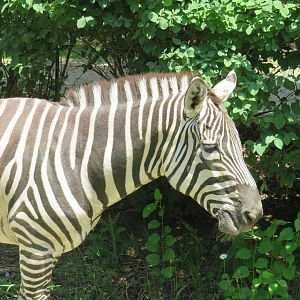 Plains zebra