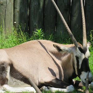 Gemsbok