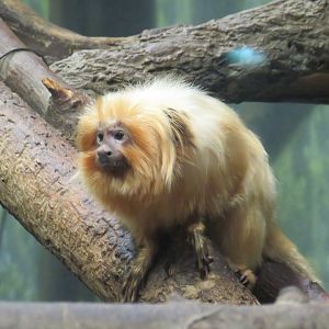Golden lion tamarin