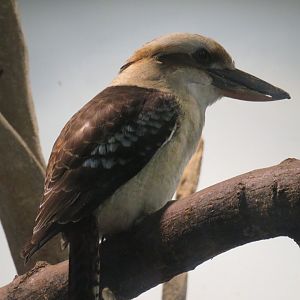 Laughing kookaburra