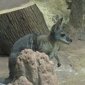 Tammar wallaby