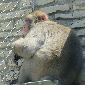 Japanese macaque