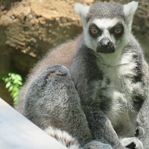 Ring-tailed lemur
