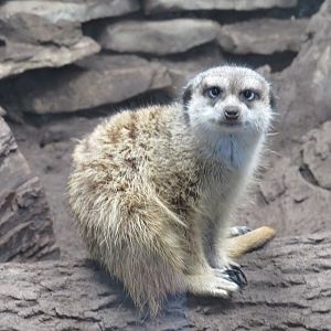 Meerkat