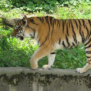 Amur tiger