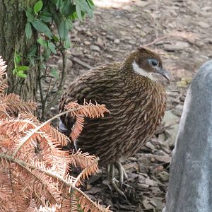 Female Himalayan monal