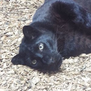 New Black Leopard