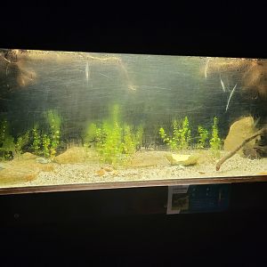 Tank Ticicaca waterfrog