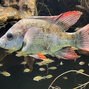 Mangarahara cichlid - Ptychochromis insolitus with young